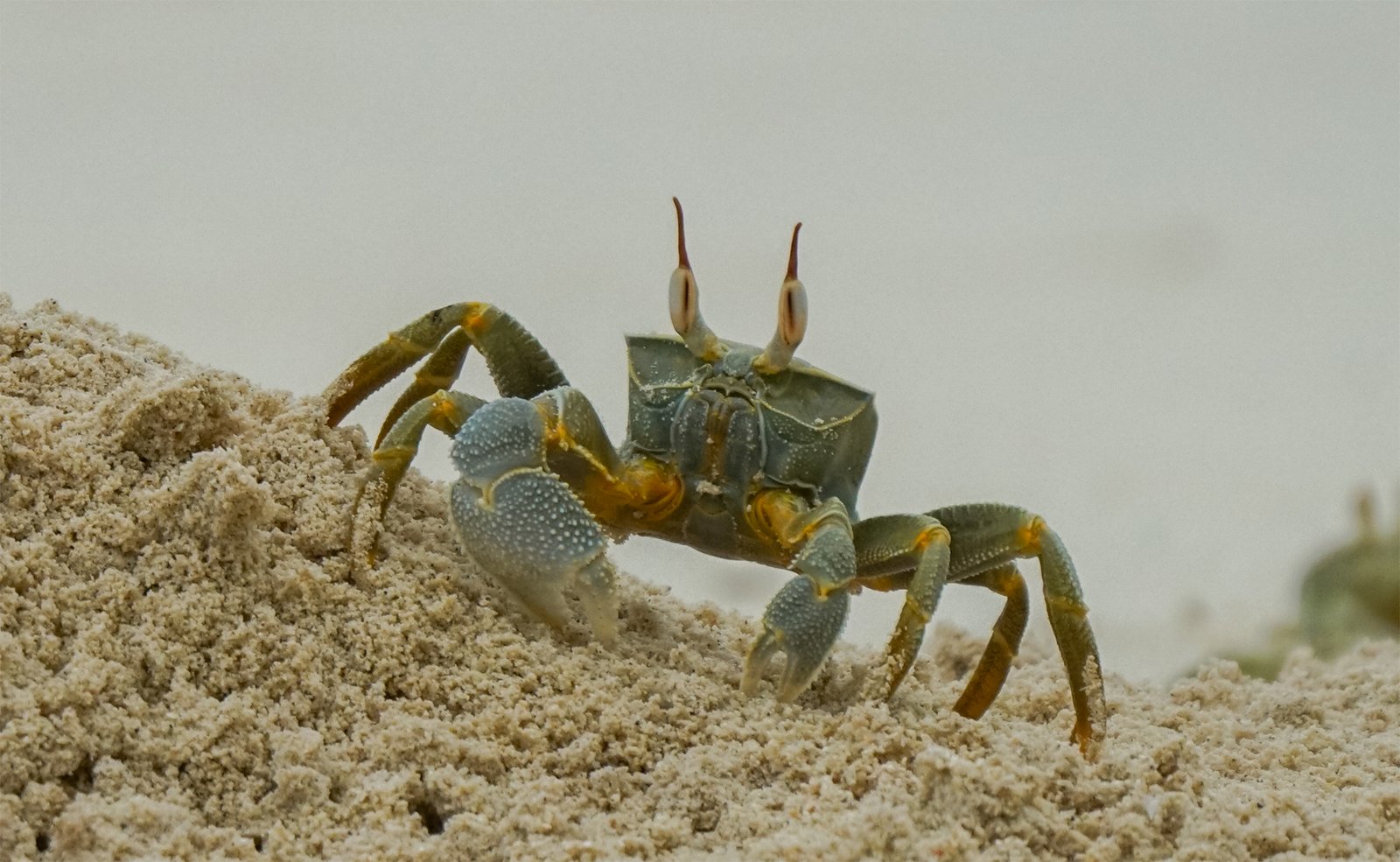 Horn-eyed Ghost Crab – Kirukakuni