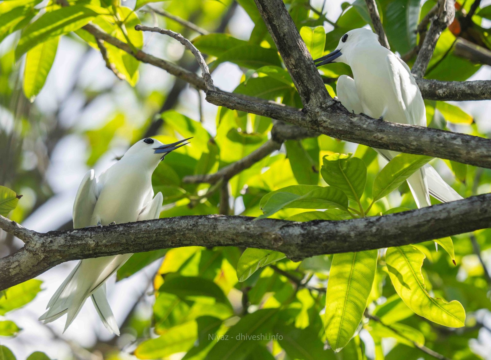 Dhon Dheeni – Blue-billed White-Tern (Gygis candida)