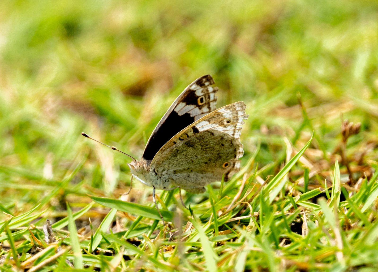 Blue Pansy Butterfly (Junonia orithya)