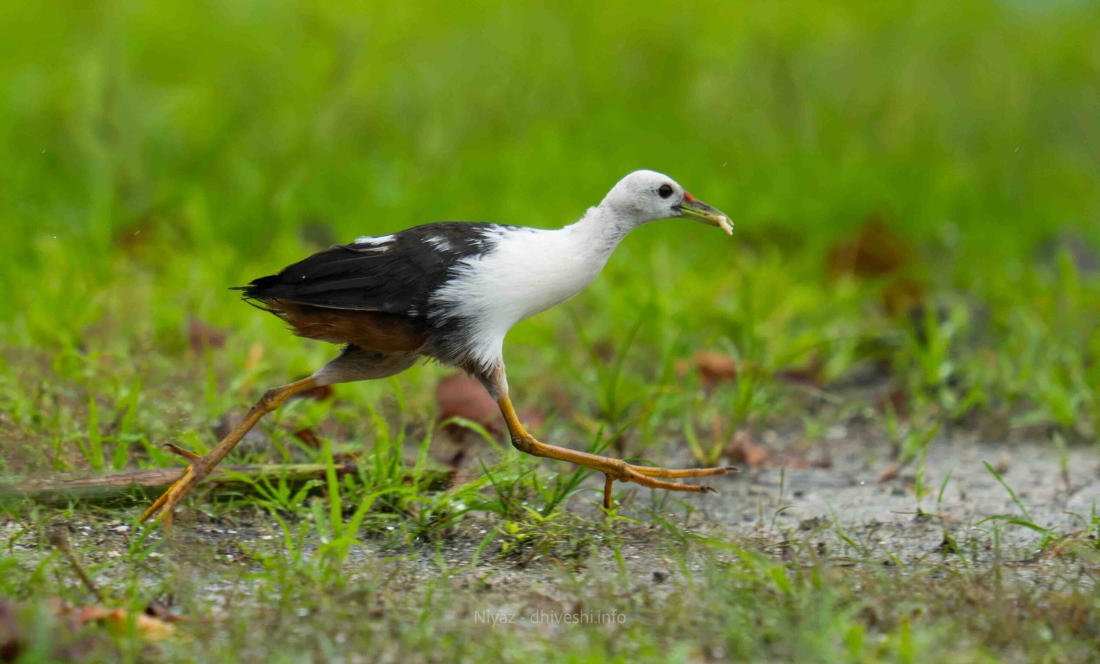 White-breasted Waterhen – Kanbili