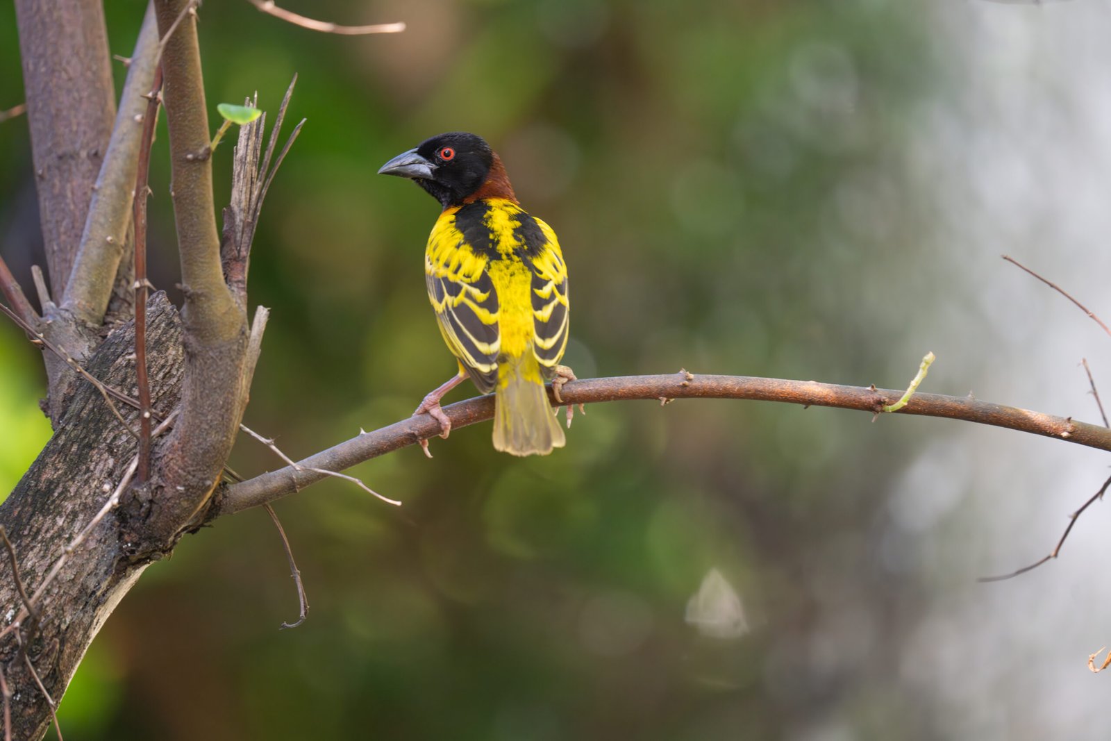 Village Weaver (Ploceus cucullatus) — an Introduced Bird in the Maldives