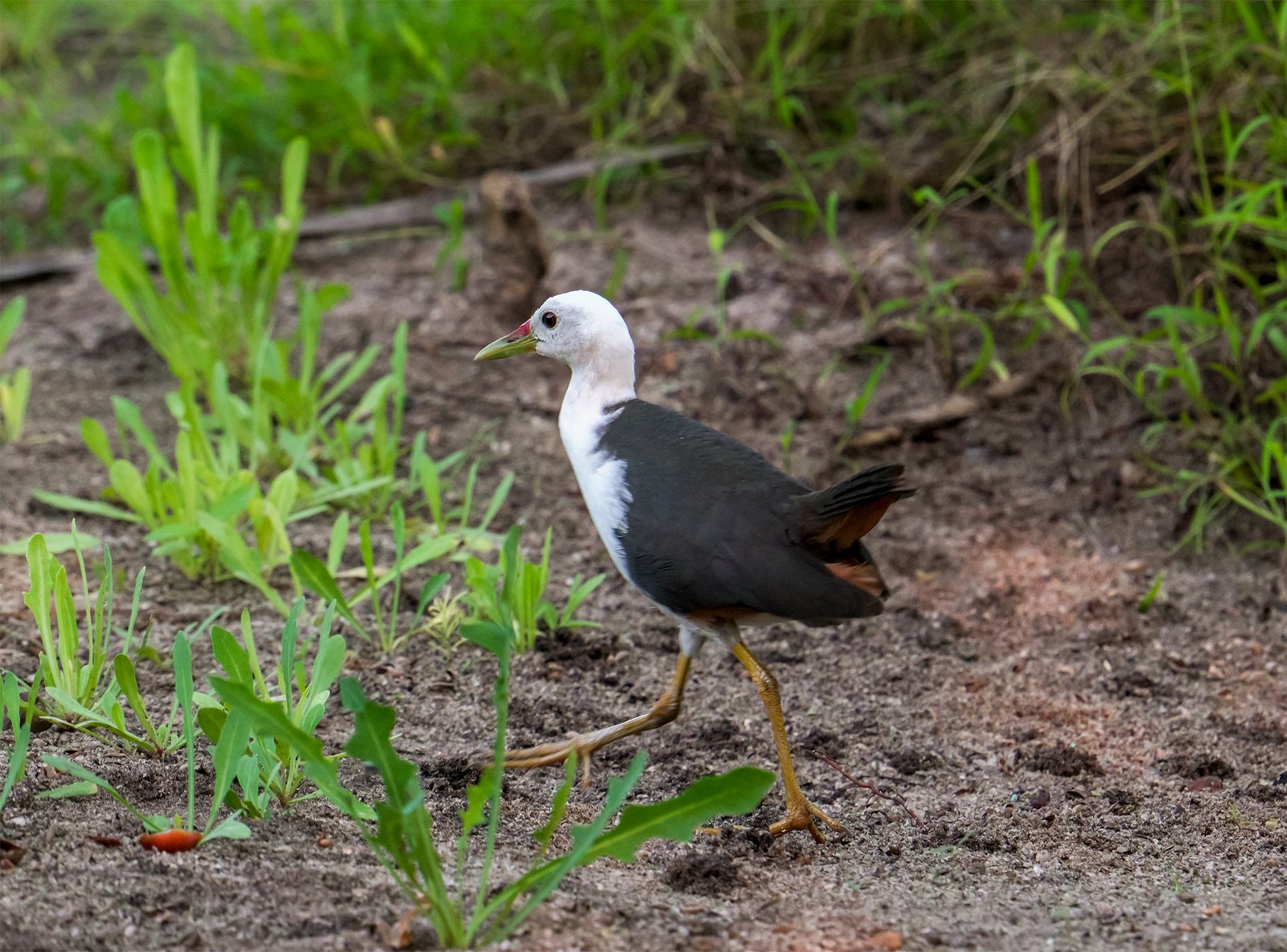 White-breasted Waterhen – Kanbili