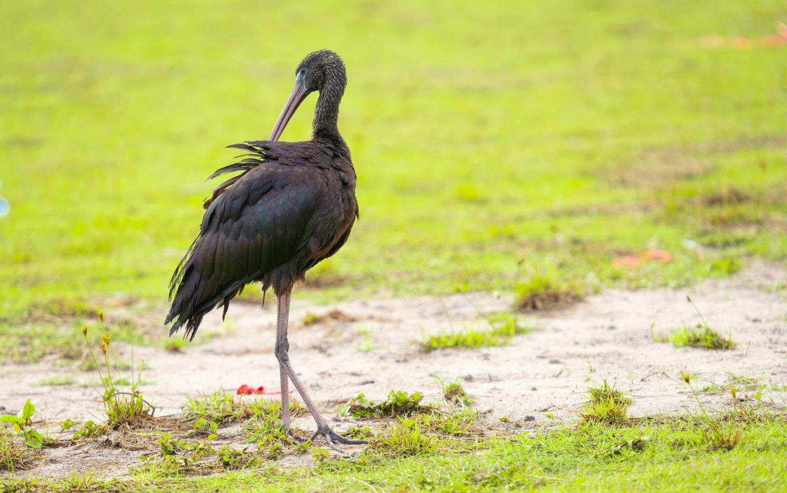 Glossy Ibis – Kalhu Bulhithunbi