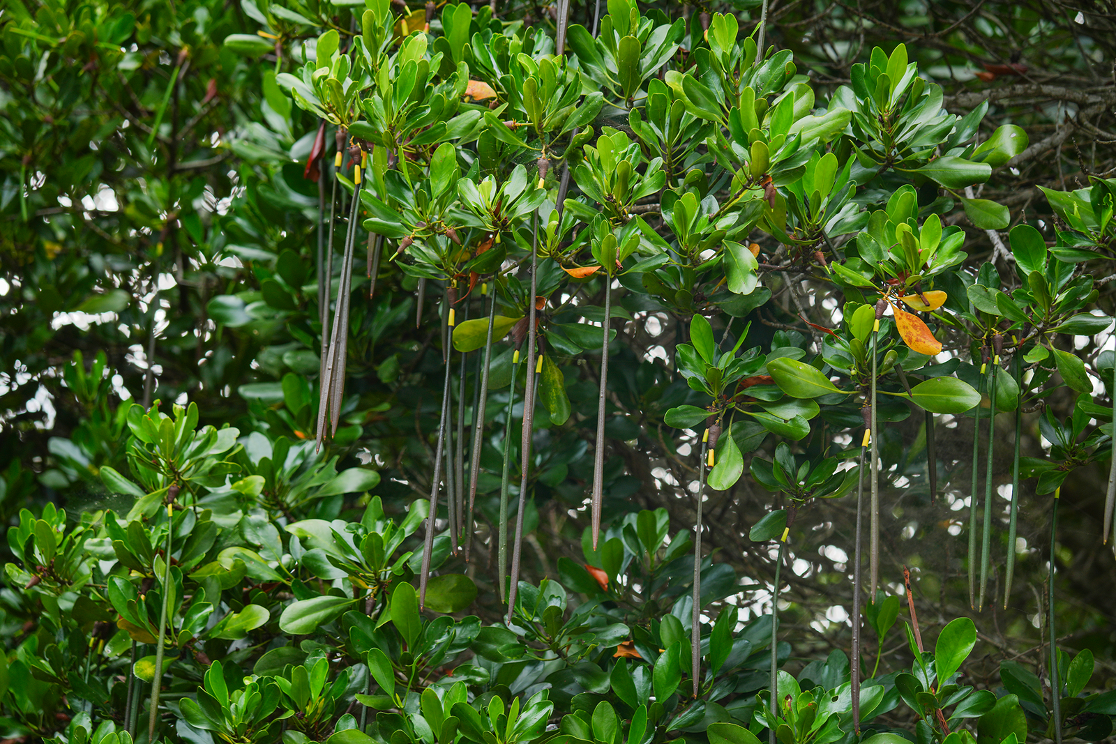 Yellow Mangrove (Ceriops tagal) – Karamana