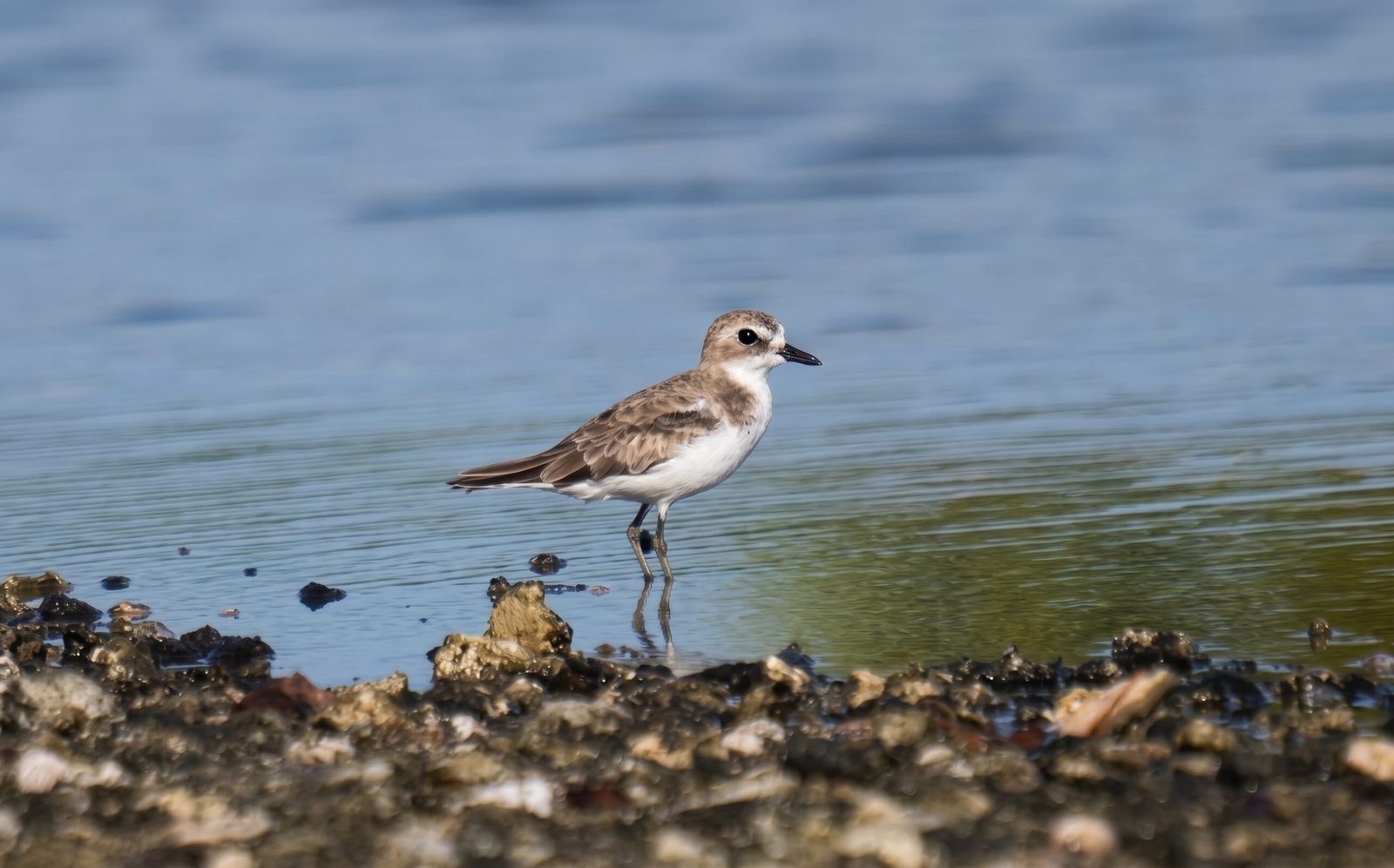 Bodana (Bondana) – Tibetan Sand-Plover