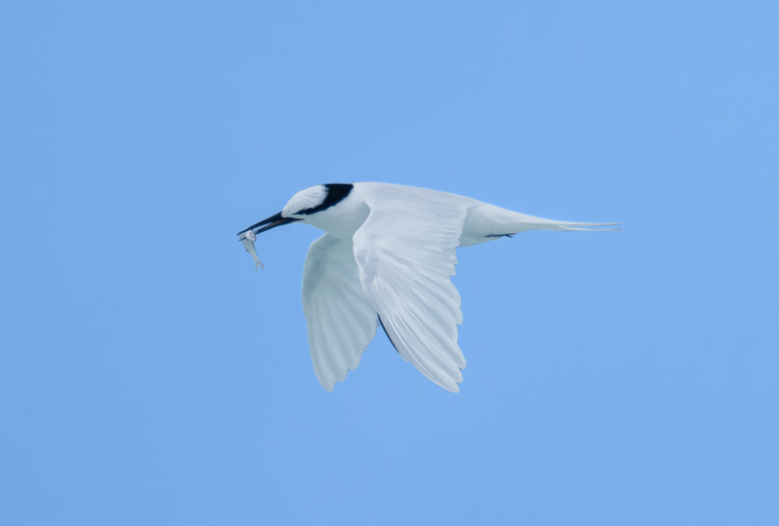 Kirudhooni – Black-naped Tern