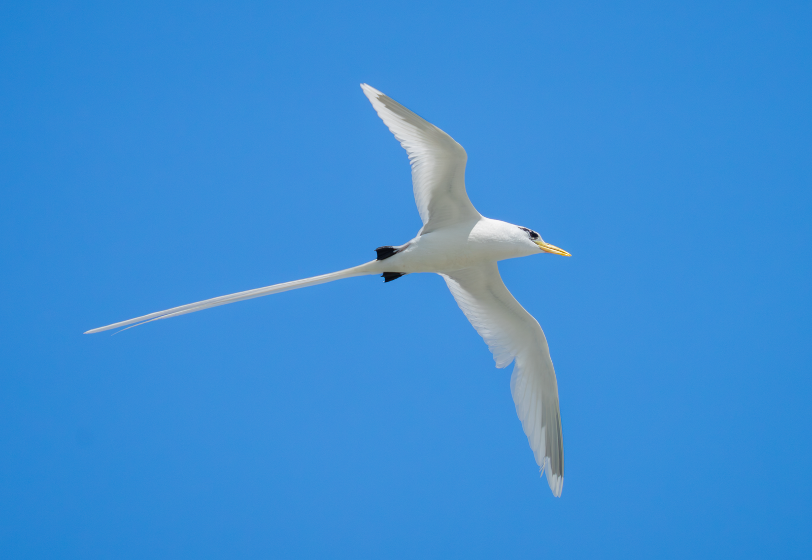 Dhandifulhu Dhooni – White-tailed Tropicbird